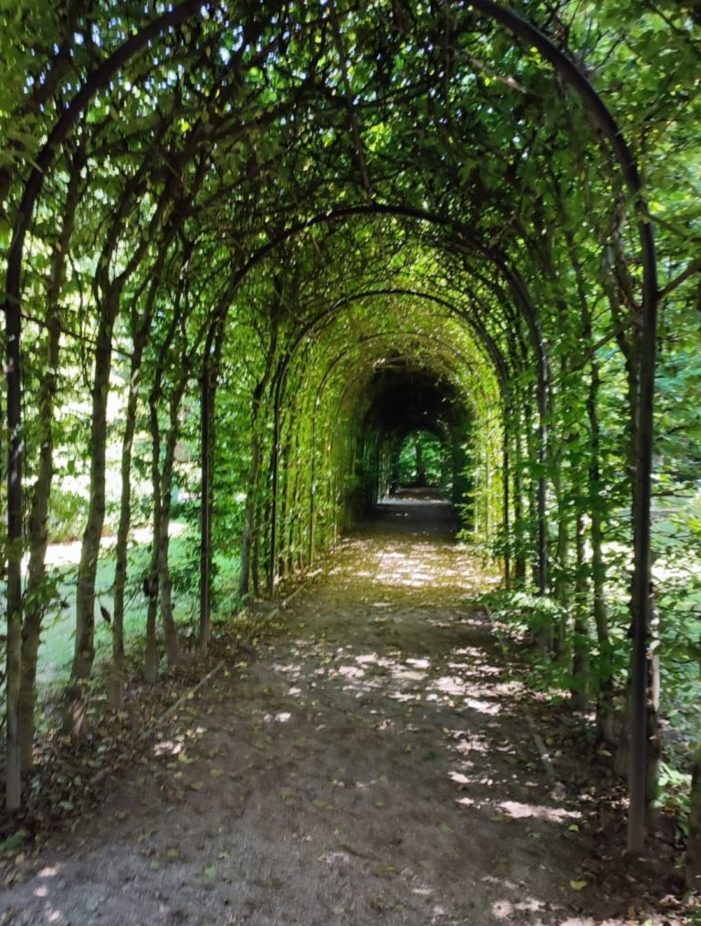 Grüner Bogengang aus verwachsenen Ästen – ein einladender Weg zu Klarheit, Verbindung und innerer Ausrichtung.